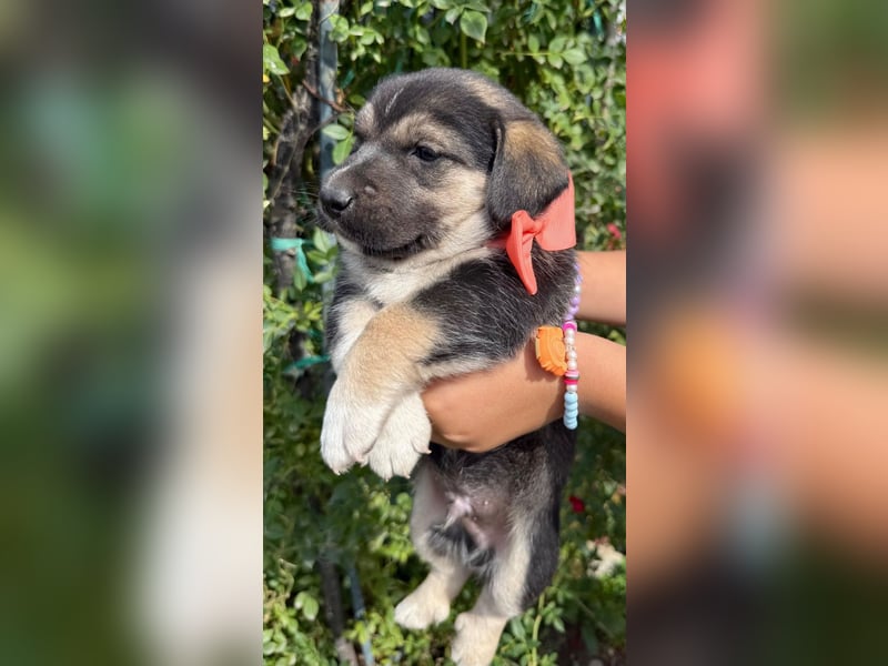 Mats - welpentypisch aktiver, verspielter Siberian Husky-Mix Rüde / z.Zt. noch in Rumänien