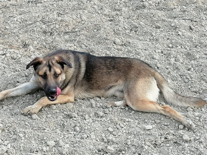 Sirius, ein (künftig) doppelt hell leuchtender Stern am Hundehimmel.