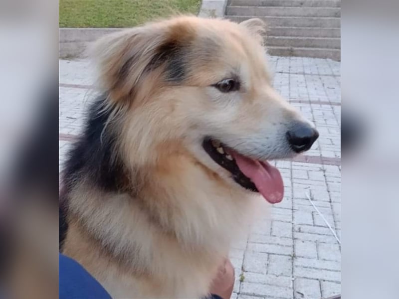 RAFA sucht liebevolles Daheim