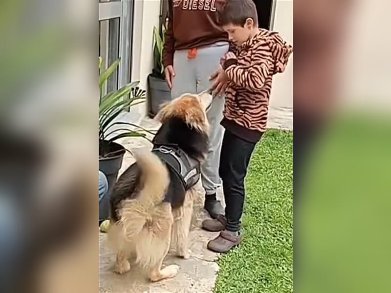 RAFA sucht liebevolles Daheim