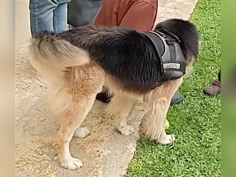 RAFA sucht liebevolles Daheim