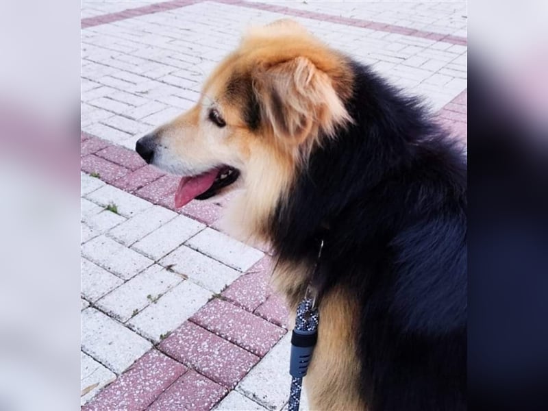 RAFA sucht liebevolles Daheim