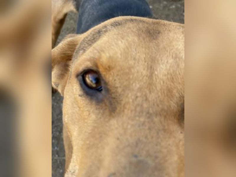 Kitsos - liebevoller Rüde sucht sein Glück