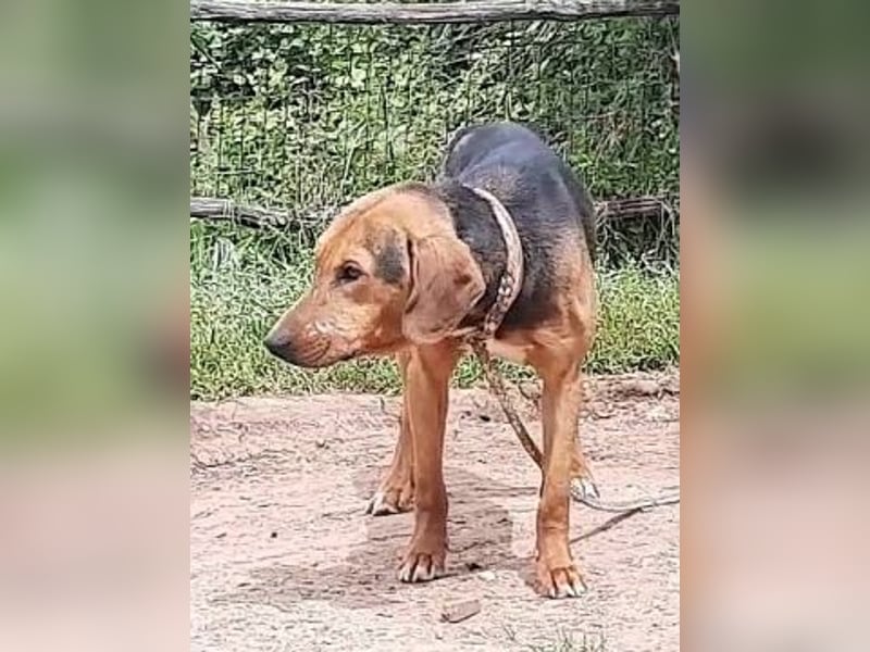 Kitsos - liebevoller Rüde sucht sein Glück