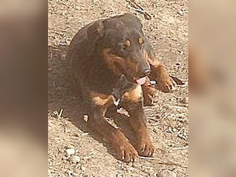 BRAZA, sucht erfahrene Menschen mit viel Liebe und Geduld