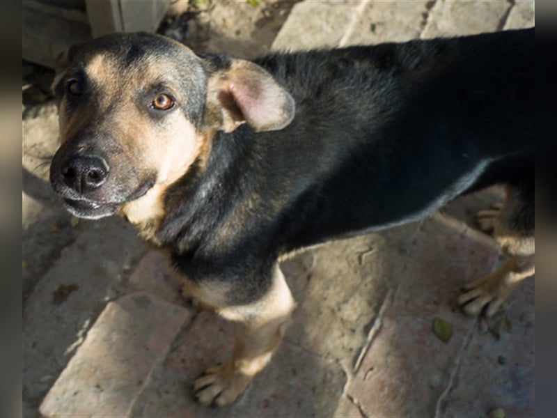 BORIS, verschmuster Hundebub