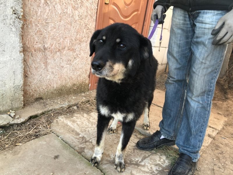Samba sucht ein Zuhause