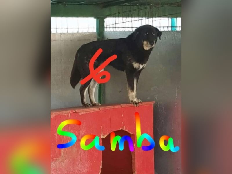 Samba sucht ein Zuhause
