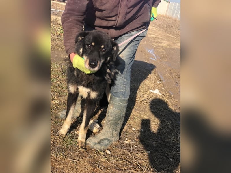 Samba sucht ein Zuhause