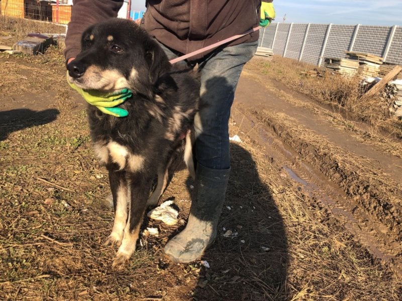 Samba sucht ein Zuhause