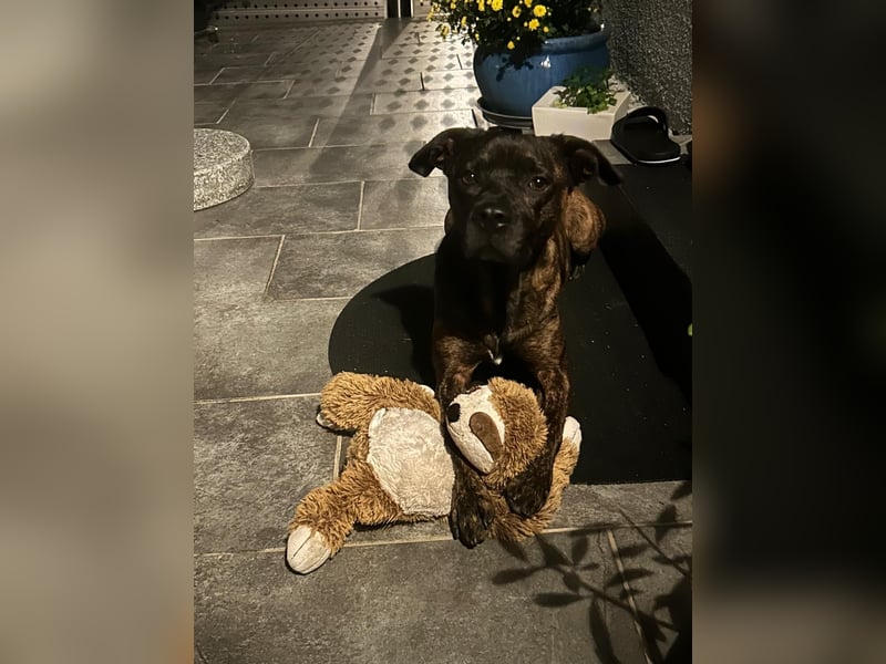Hund Schweren Herzens abzugeben