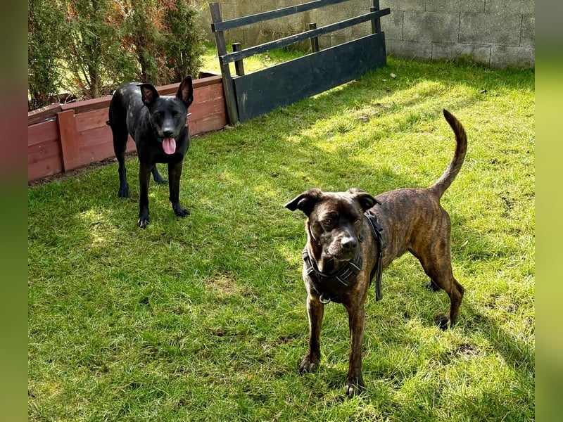 Hund Schweren Herzens abzugeben