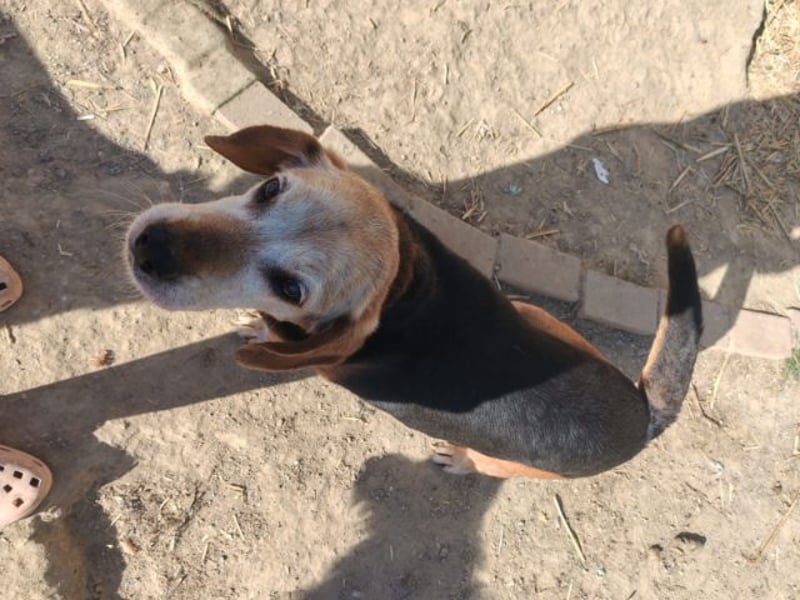Rudi, freundlicher Senior, ca. 9 Jahre, ca. 40 cm, ca. 13 kg