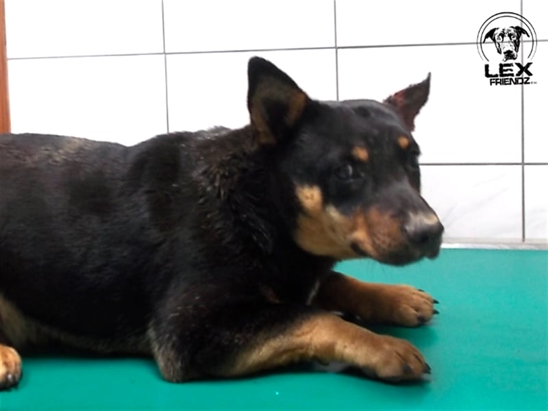 Theo - etwas verängstigt aber verschmust