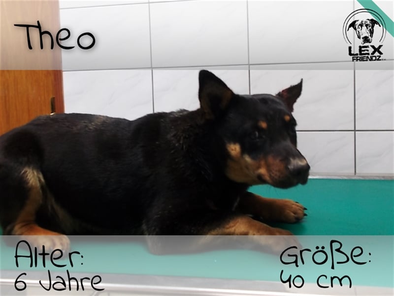 Theo - etwas verängstigt aber verschmust