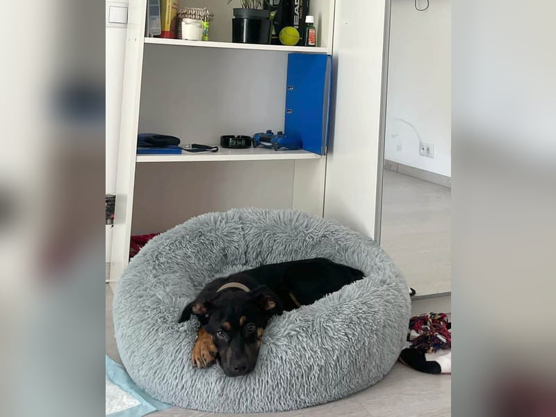 Hübscher Nadir sucht liebe Familie