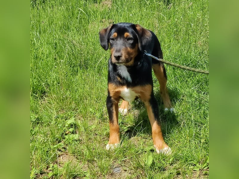 Charly - Körbchen auf Lebenszeit gesucht