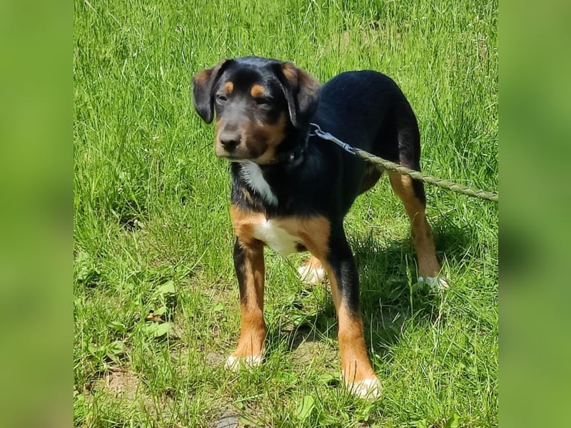Charly - Körbchen auf Lebenszeit gesucht