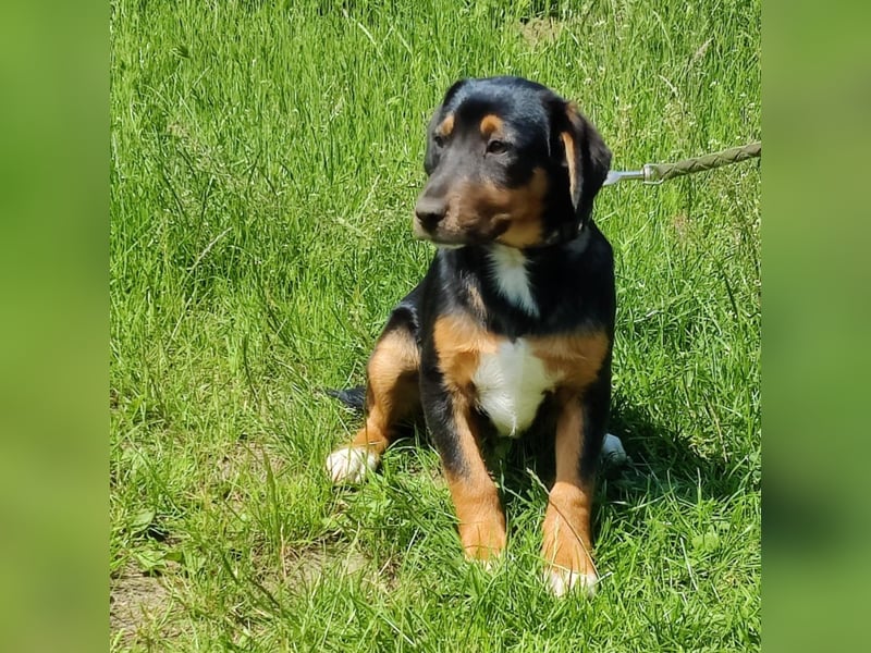 Charly - Körbchen auf Lebenszeit gesucht