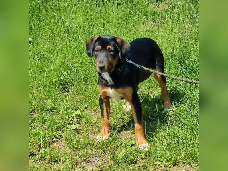 Charly - Körbchen auf Lebenszeit gesucht