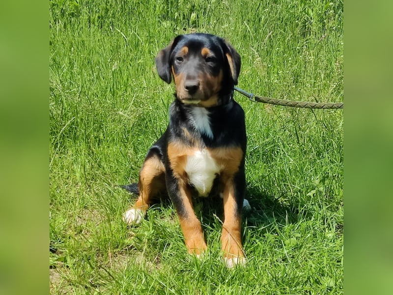 Charly - Körbchen auf Lebenszeit gesucht