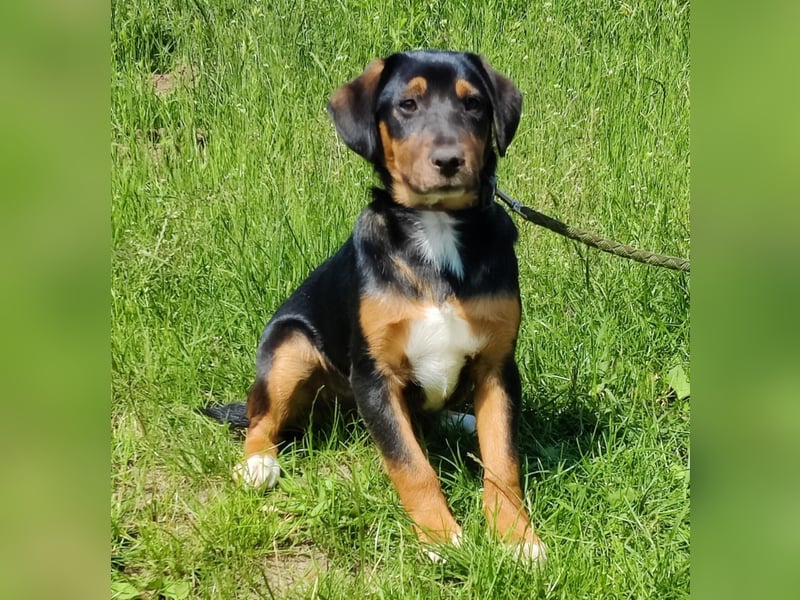 Charly - Körbchen auf Lebenszeit gesucht