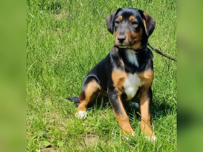 Charly - Körbchen auf Lebenszeit gesucht