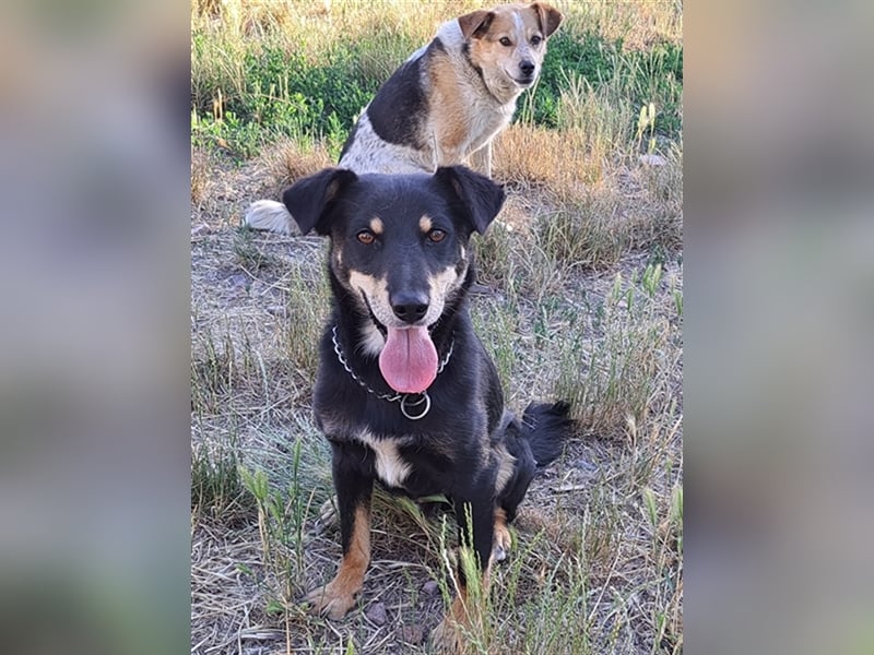 Marci ( * 09.2019 ) sucht liebes Zuhause