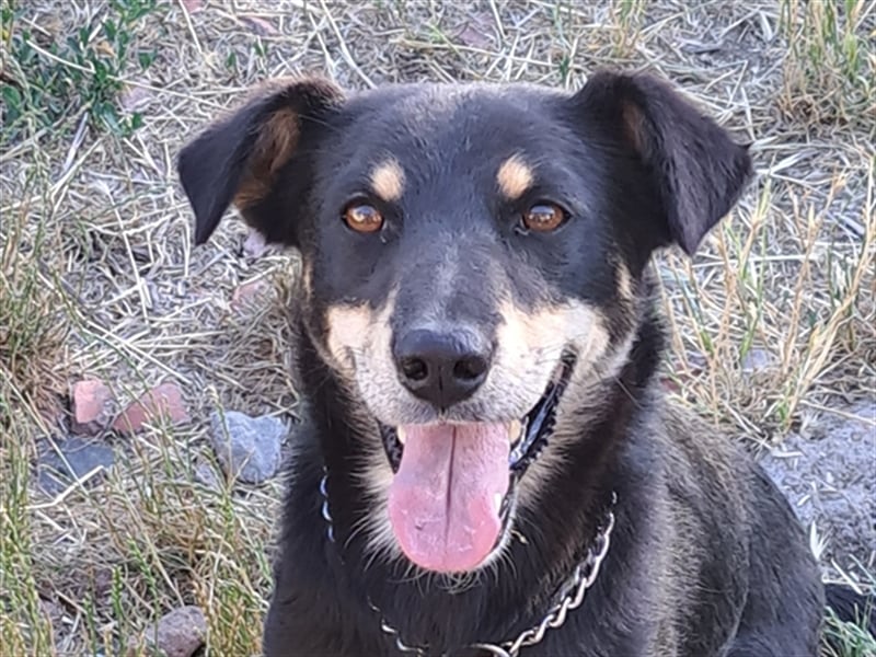 Marci ( * 09.2019 ) sucht liebes Zuhause