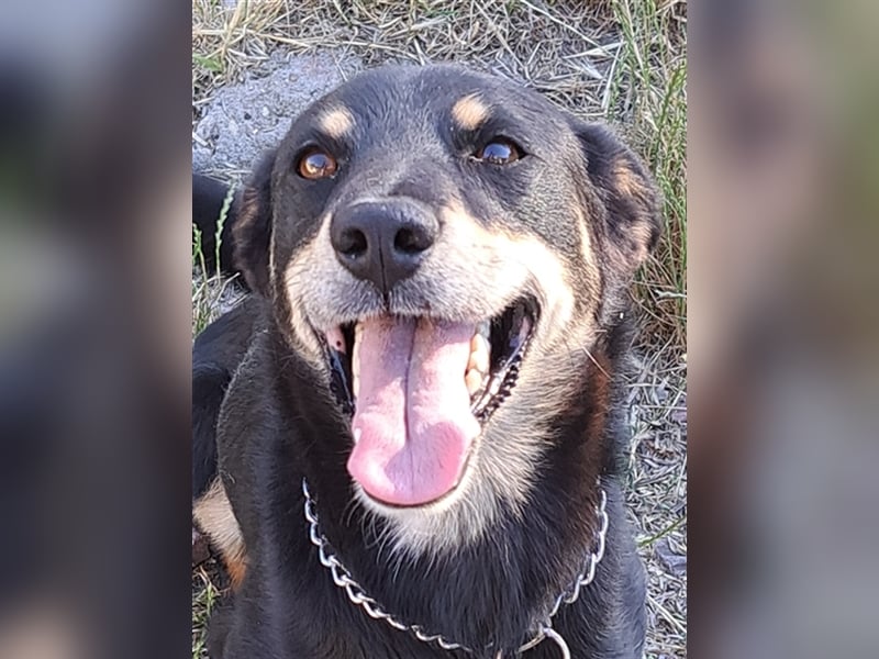 Marci ( * 09.2019 ) sucht liebes Zuhause