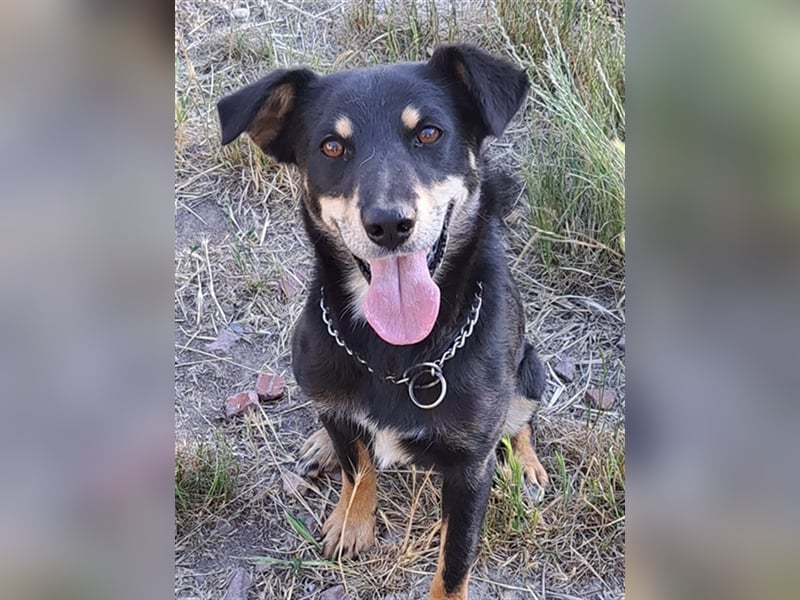 Marci ( * 09.2019 ) sucht liebes Zuhause