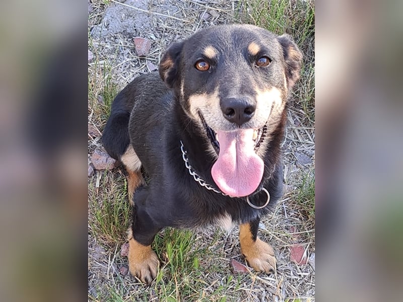 Marci ( * 09.2019 ) sucht liebes Zuhause