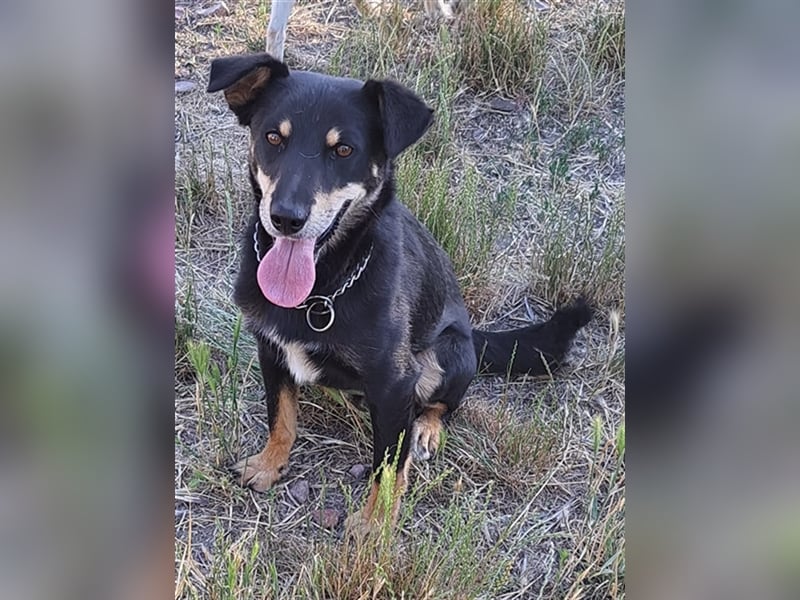 Marci ( * 09.2019 ) sucht liebes Zuhause