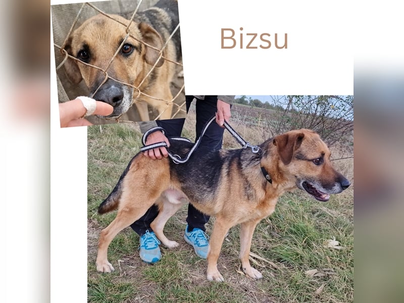 Bizu