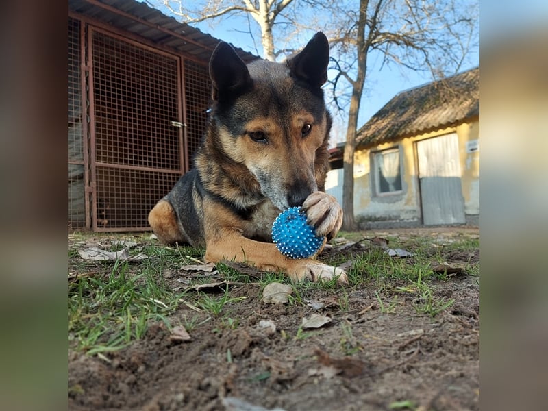 Artur sucht ein gutes Zuhause