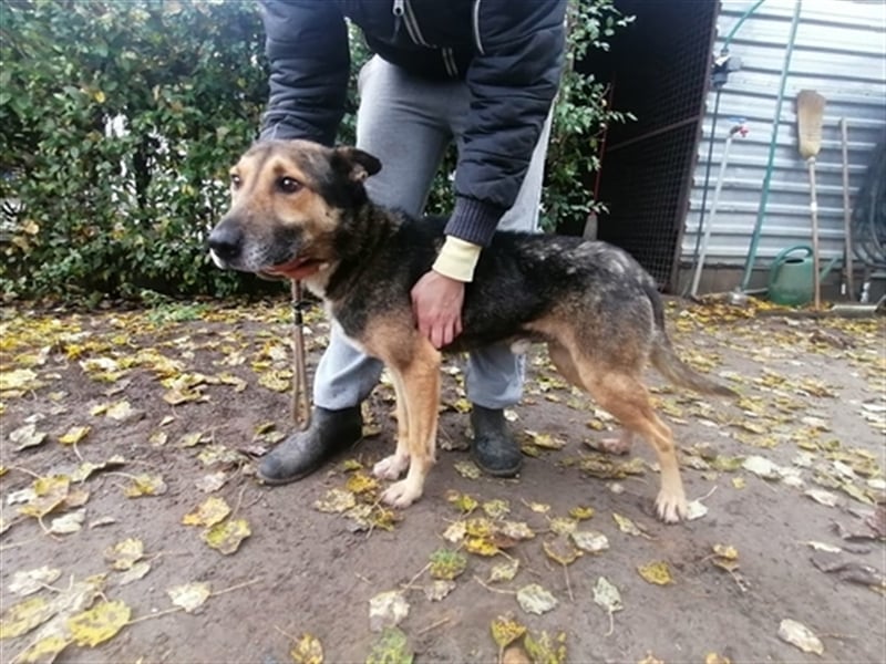 Artur sucht ein gutes Zuhause