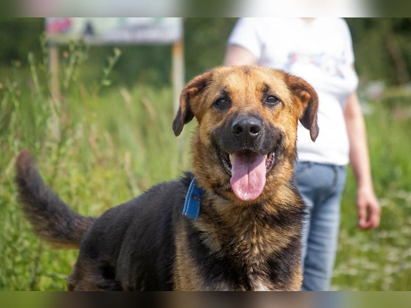 Wulfi sucht ein aktives Zuhause