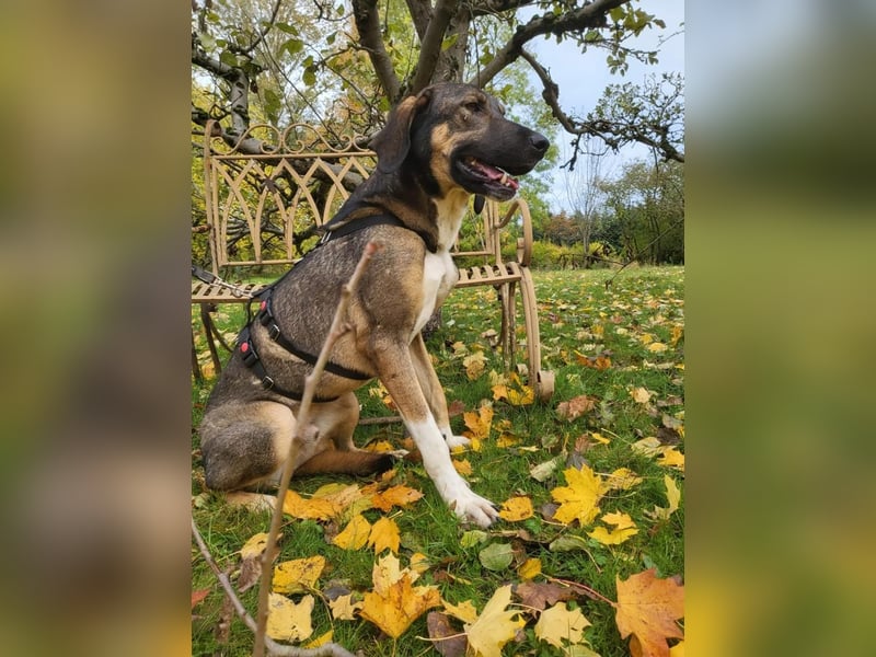 Viktor –Treuer Herdenschutzhund sucht erfahrenes Zuhause mit Herz