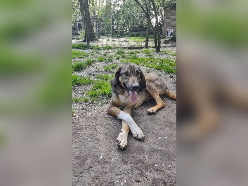 Viktor –Treuer Herdenschutzhund sucht erfahrenes Zuhause mit Herz