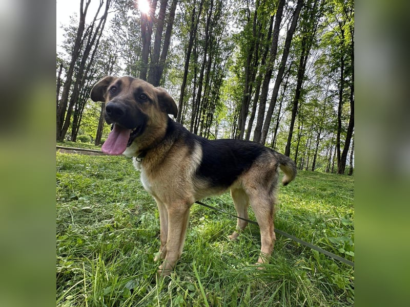 Joy - ein sanfter Hunderiese sucht sein Zuhause