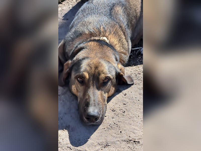Viktor –Treuer Herdenschutzhund sucht erfahrenes Zuhause mit Herz