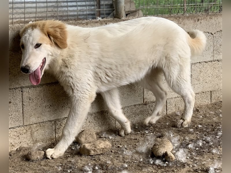 Tobby, geb. ca. 11/2022, lebt in GRIECHENLAND, im städt. Tierheim Serres
