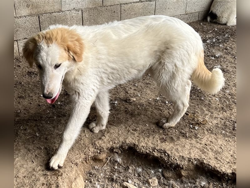 Tobby, geb. ca. 11/2022, lebt in GRIECHENLAND, im städt. Tierheim Serres
