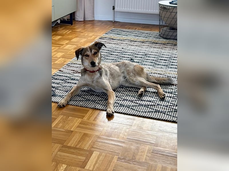 Harvey sucht sein Glück - auf Pflegestelle in 51469 Bergisch Gladbach