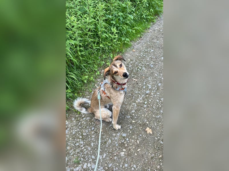 Harvey sucht sein Glück - auf Pflegestelle in 51469 Bergisch Gladbach