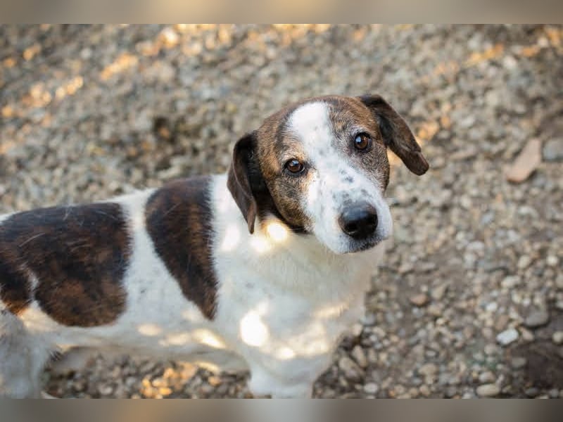 Bob - sanfter Schatz sucht liebevolles Zuhause - wer schenkt ihm ein neues Leben?