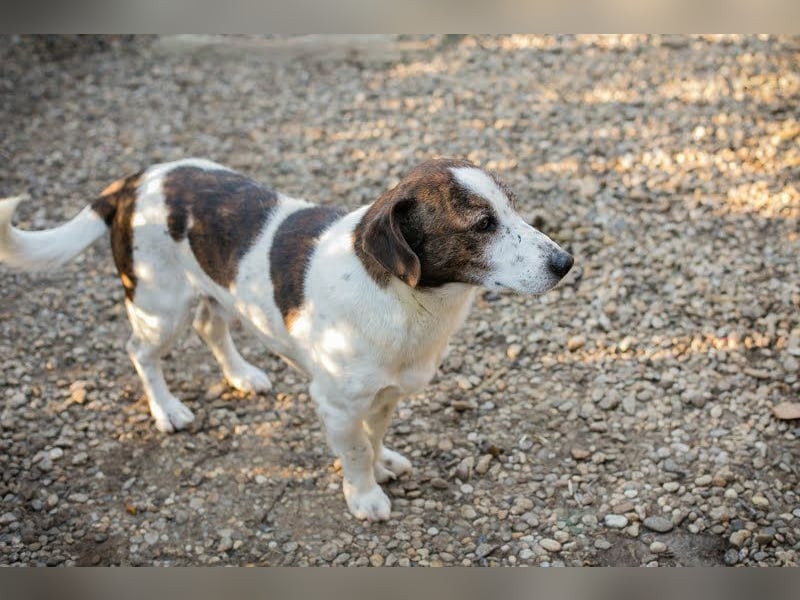 Bob - sanfter Schatz sucht liebevolles Zuhause - wer schenkt ihm ein neues Leben?