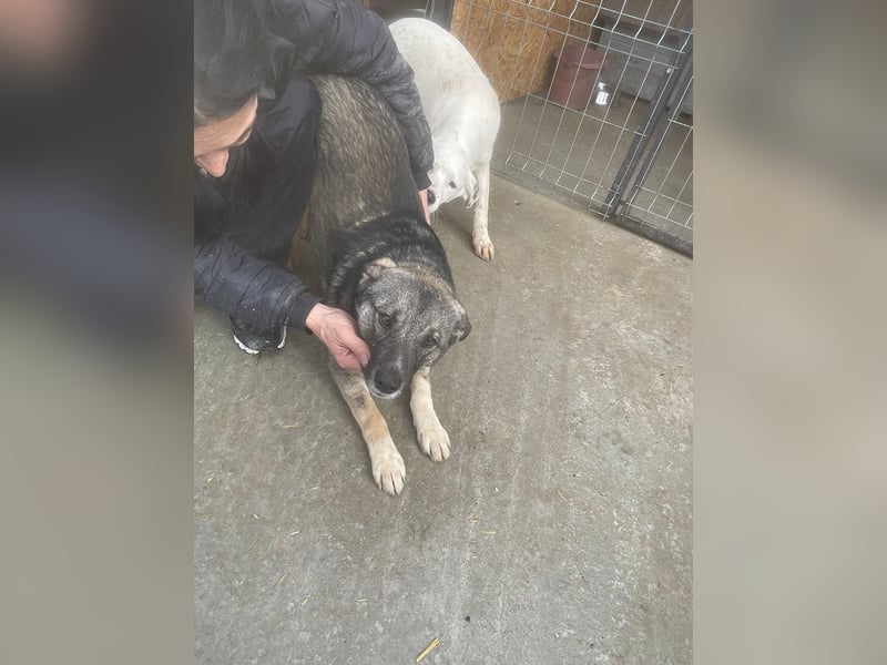 Amy (Rüde) - Ein fröhlicher Jungspund auf der Suche nach seinem Glück