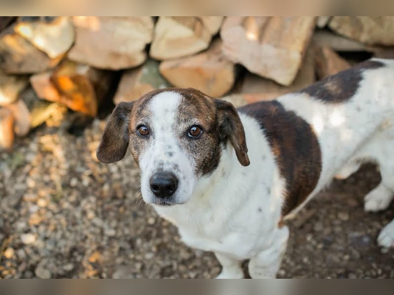 Bob - sanfter Schatz sucht liebevolles Zuhause - wer schenkt ihm ein neues Leben?