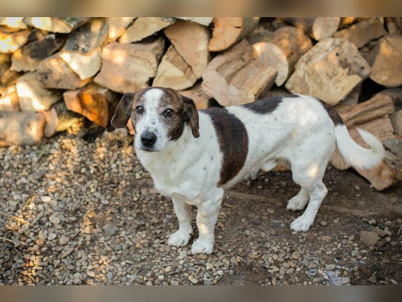 Bob - sanfter Schatz sucht liebevolles Zuhause - wer schenkt ihm ein neues Leben?